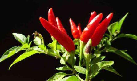 What are chili peppers and how to grow them?