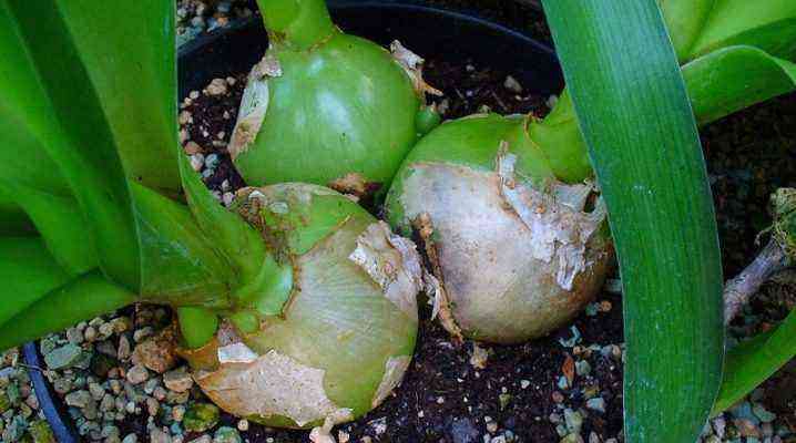 What does an Indian onion look like and how to grow it?