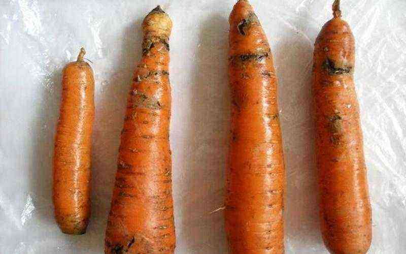 Description of pests and diseases of carrots and methods of dealing with them