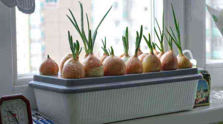 How to grow onions in water on a windowsill?