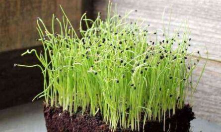 How to grow onions from seeds?