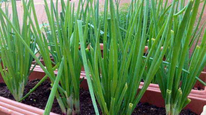 The nuances of growing onion-batun on the windowsill