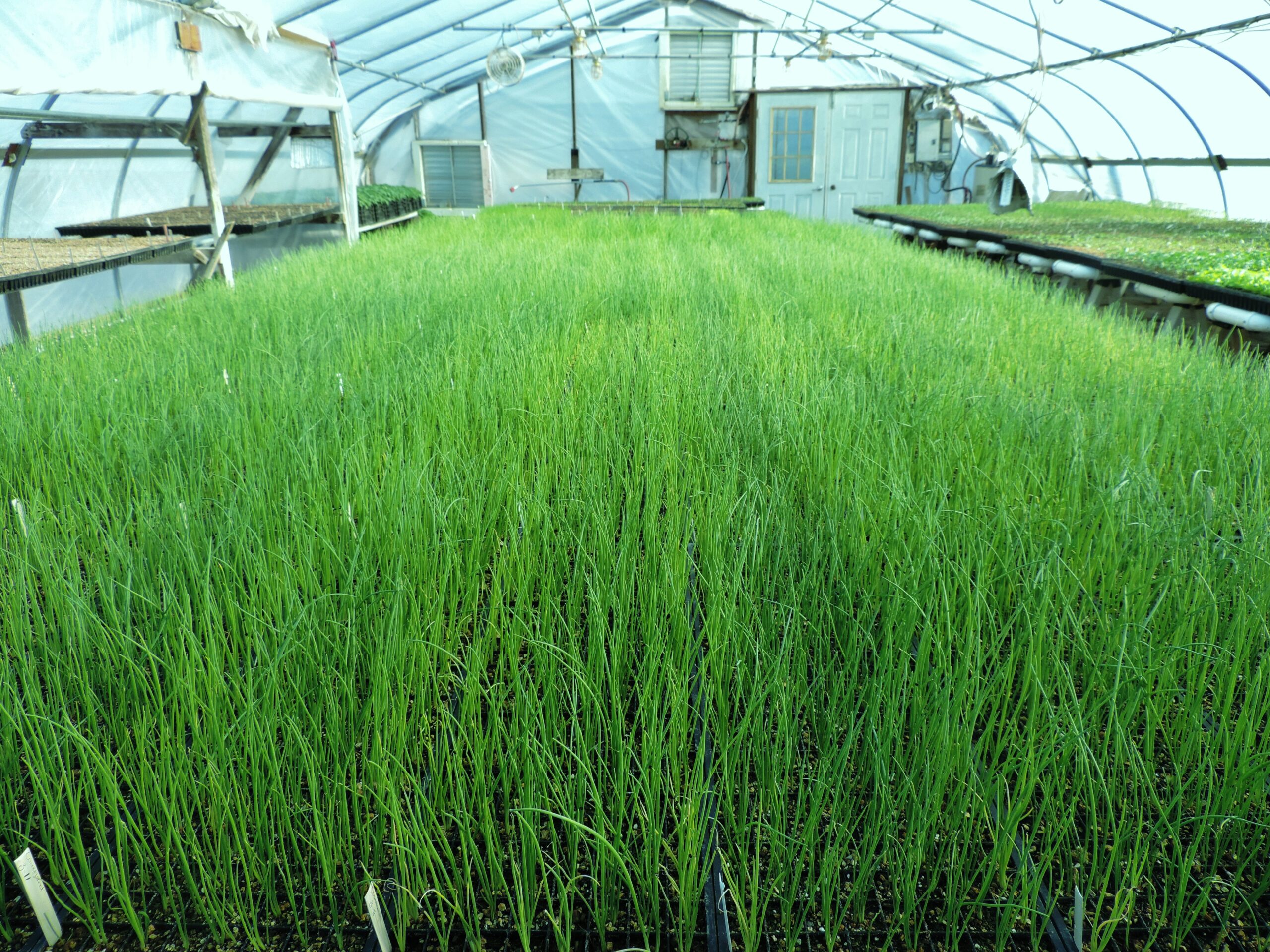 Growing onions in a greenhouse - the secrets to the success of the top seven varieties