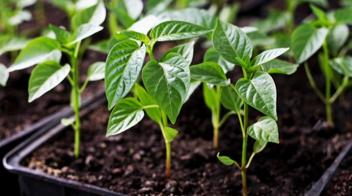 How to grow pepper seedlings?