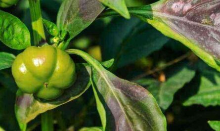 What if the pepper leaves are purple?