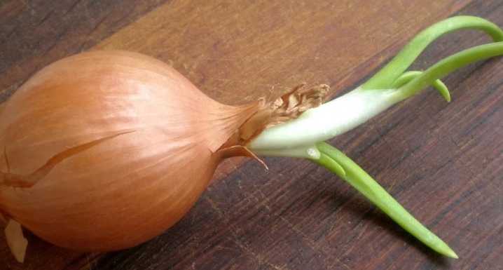 What to do with sprouted onions?
