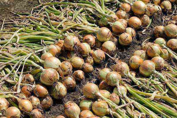 How and when to harvest onions?