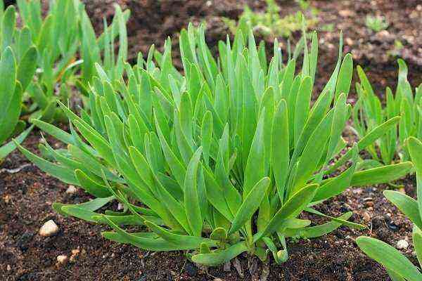 Perennial onion varieties and photos, planting and care, harvesting and storage