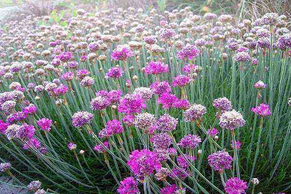 Chives – the decoration of any garden