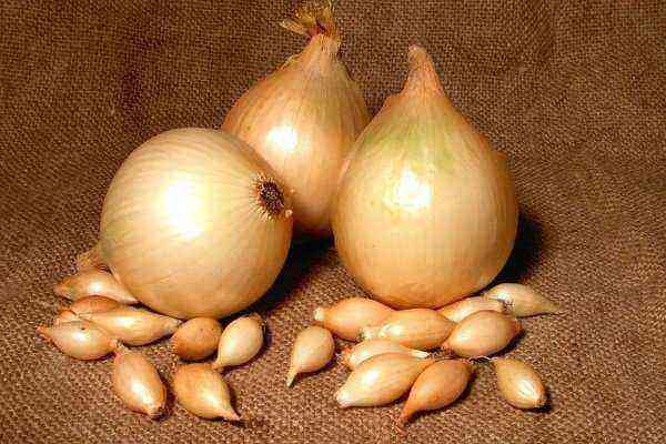 Onion variety "Sturon": growing features