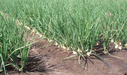 Growing onions on drip irrigation - a few tips for novice gardeners and farmers