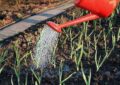 Watering onions: norms, rules and methods