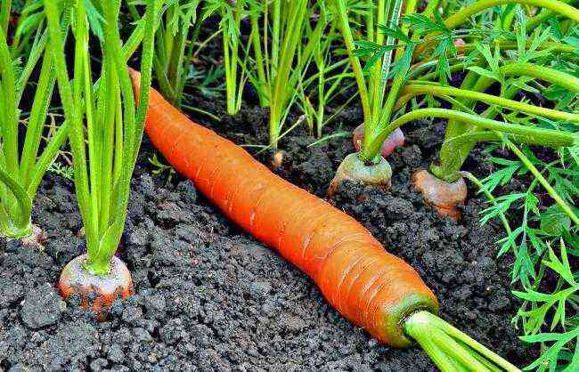 The better to feed carrots, drugs and fertilizer with folk remedies