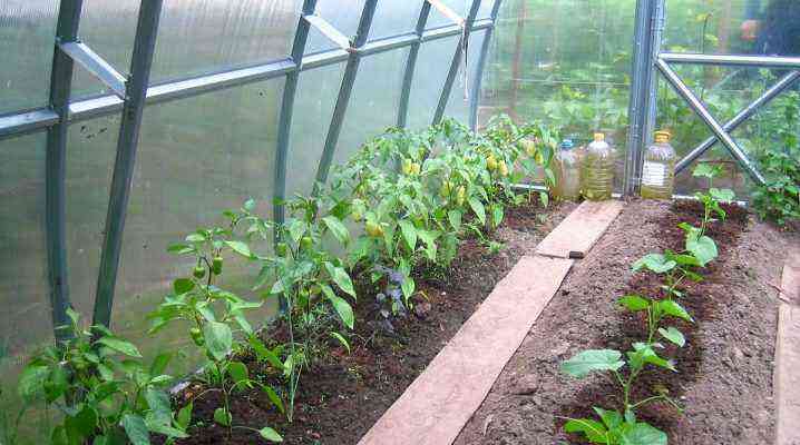 All about planting peppers in a greenhouse