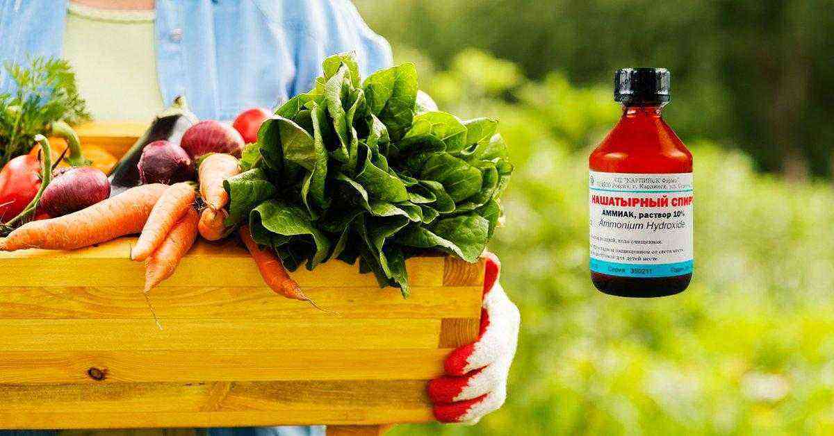 How to feed carrots with ammonia, cooking and processing