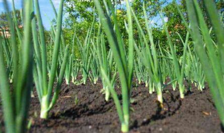 What to plant after onions?