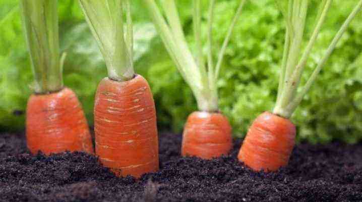 How to sow carrots so that they sprout quickly?