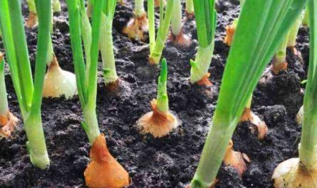 What kind of soil do onions like?