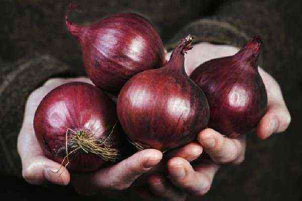 Red onion varieties Red Baron: How to grow?
