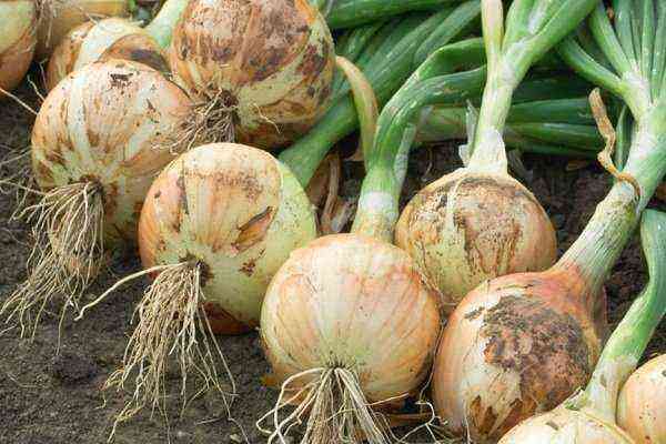 Onion Exhibition-How to grow onion varieties