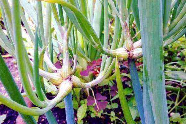 Tiered onions: How to grow?