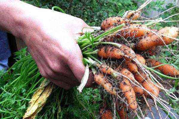 How and when to thin out carrots in the open field
