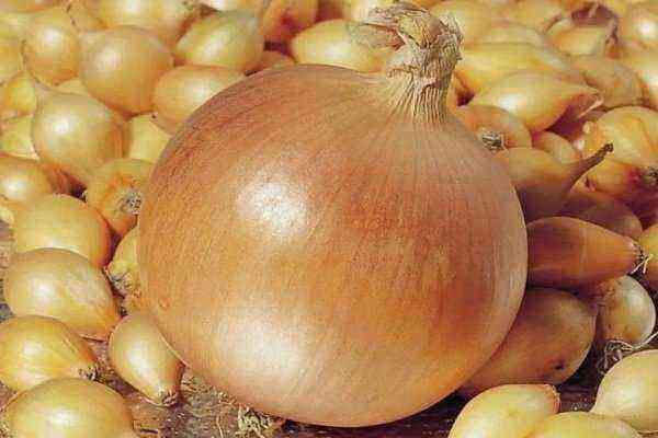 Onion varieties Centurion: How to plant and grow?