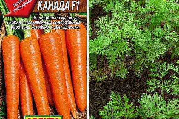 Canada-features of carrot varieties and fruit description