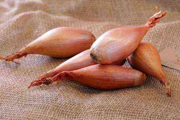 Shallots - description, varieties with photos, terms, methods of planting and care