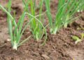 Winter onions - advantages, varieties, terms and methods of planting, care