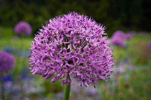 Ornamental onion - what is it and how to grow it correctly?