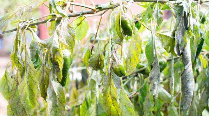 Why do pepper seedlings fall leaves and what to do?