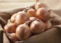 How to store onions: preparation and popular methods