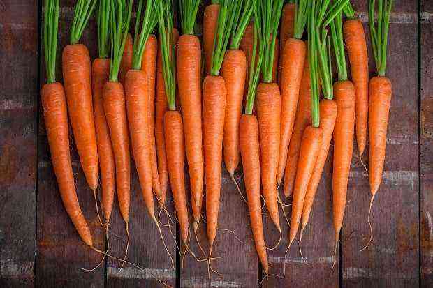 Carrots – calorie content, composition, benefits and harm to the body