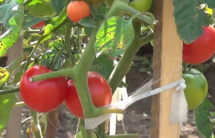 Garter tomatoes