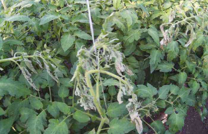 How to prevent crop loss due to disease: effective ways to prevent tomato diseases
