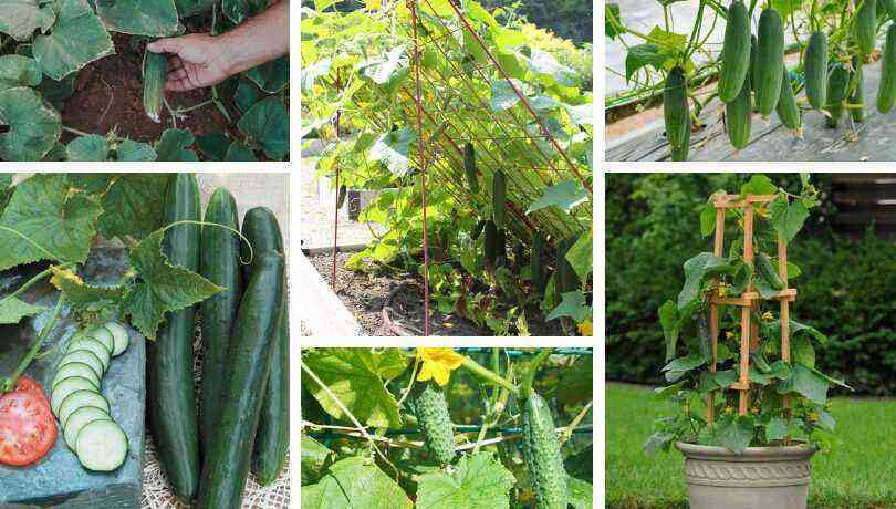 11 Secrets to a Good Cucumber Harvest
