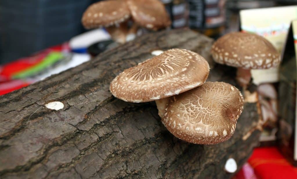 Shiitake mushrooms produced on wooden logs