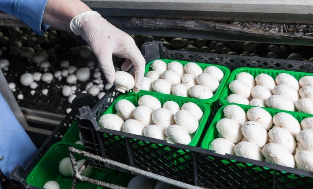 Mushrooms being carefully stored in boxes