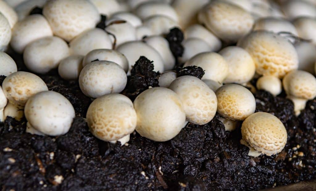 Champignon mushrooms grown in substrate
