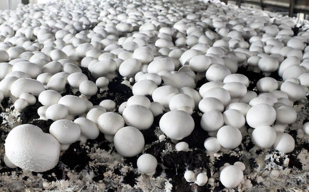 Extensive cultivation of champignon mushrooms