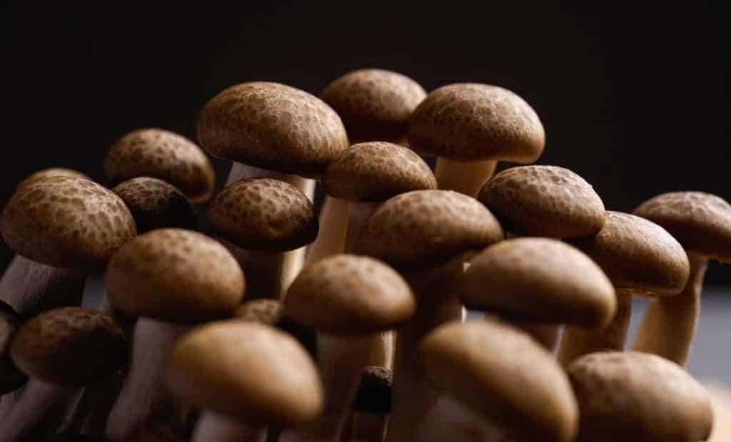 Beautiful shimeji mushrooms high resolution