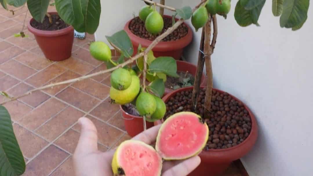 Guava tree producing fruit in vase