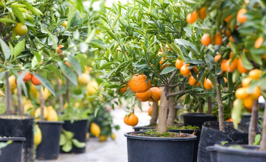 Several pots with planted tangerine
