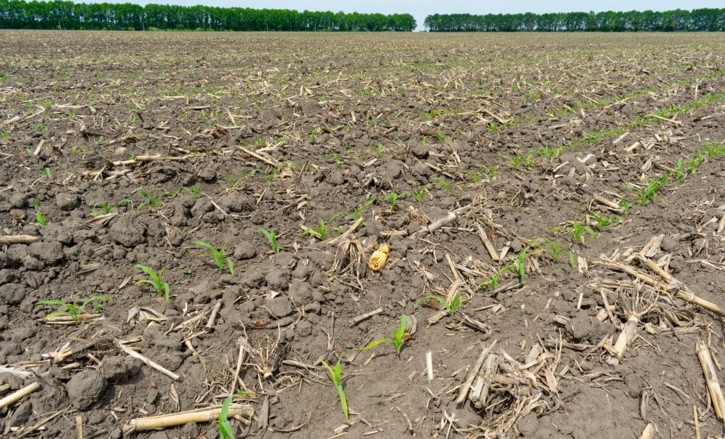 No-tillage: discover the advantages of this practice