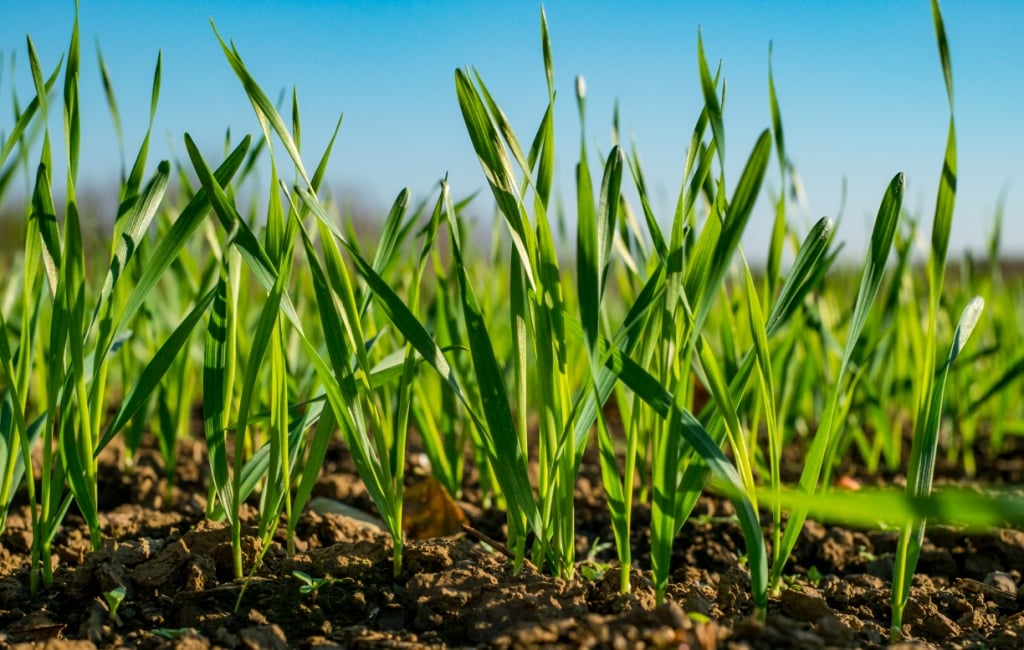 What can growers expect from the 2019/20 wheat crop?