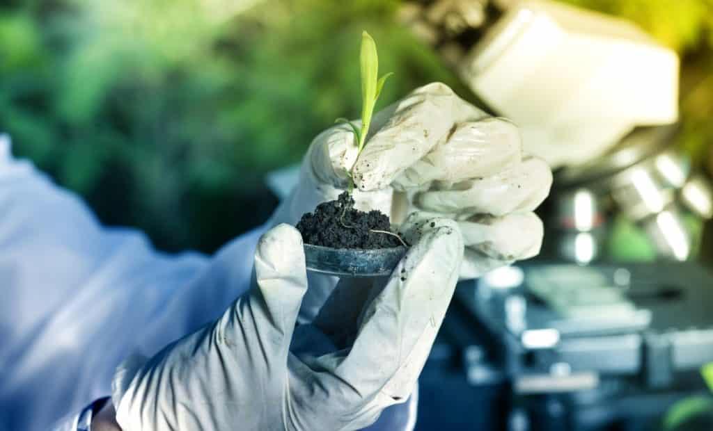Young plant is examined in the laboratory