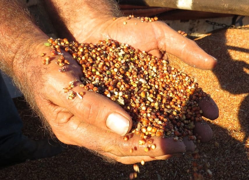 Grain sorghum in the hands of a man