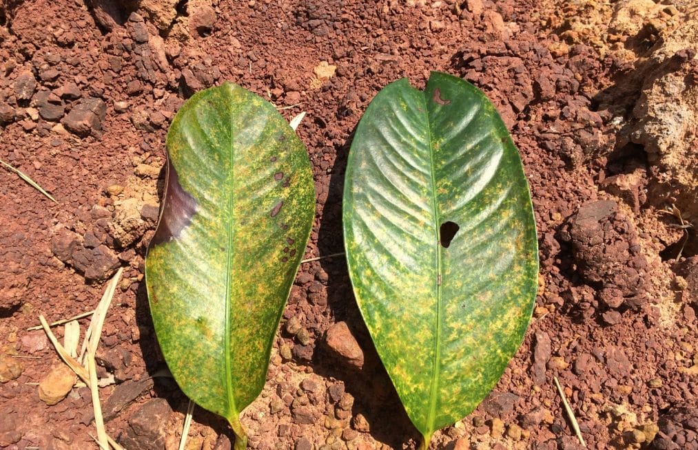 2 fruit leaves on nitrogen-deficient ground