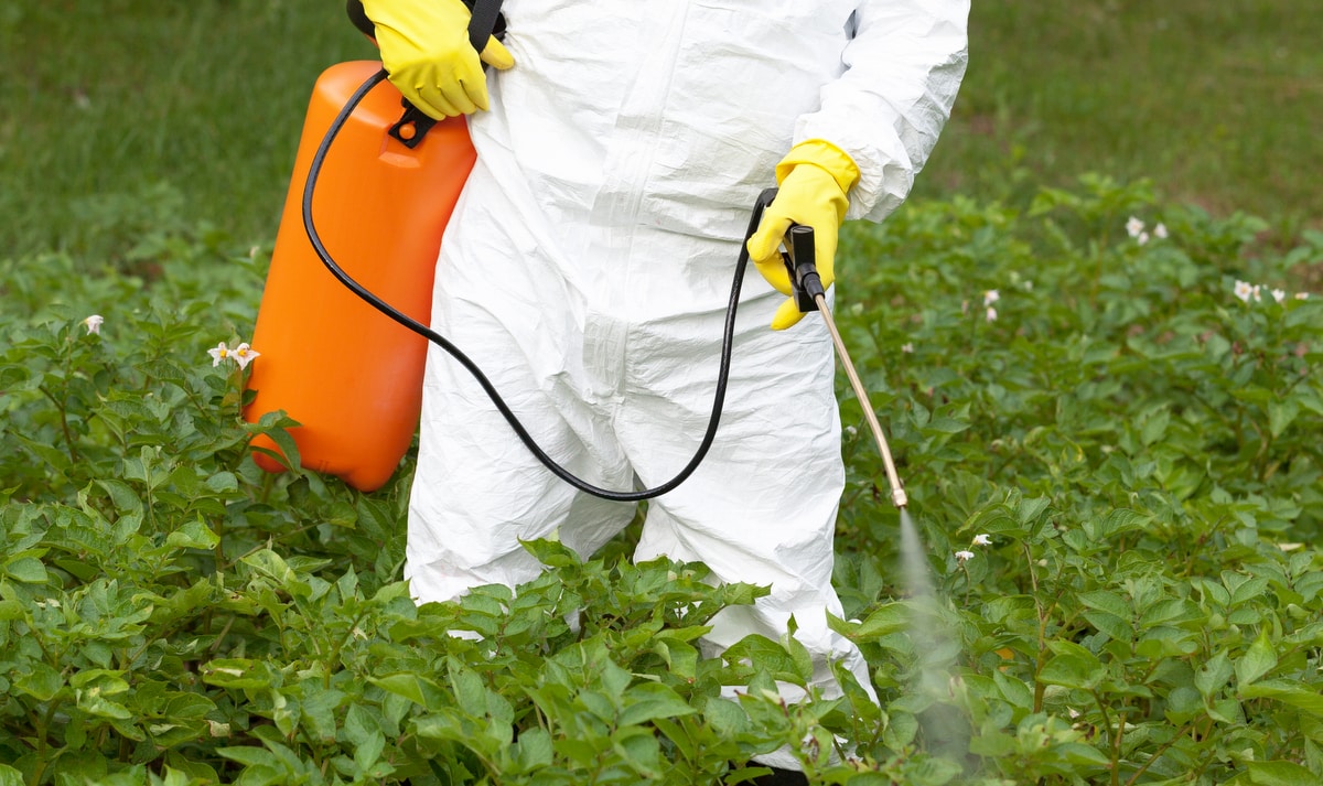 Man applies herbicide on a plantation